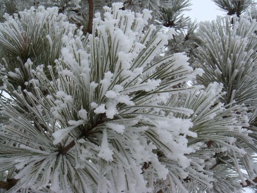 frost snow pine needles