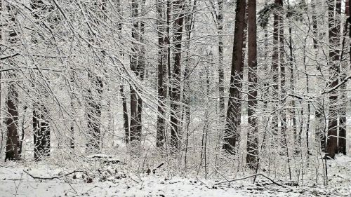 frost winter snowy