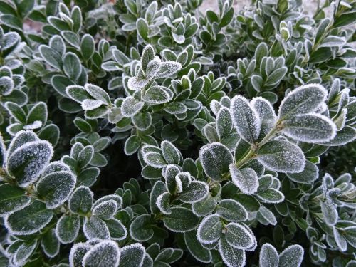 frost winter nature