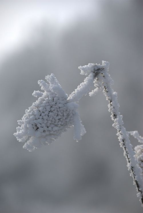 frost snow winter