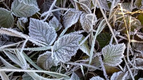 frost leaves frozen