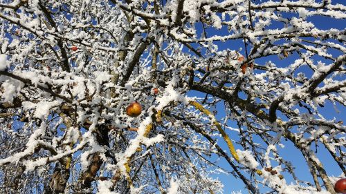 frost winter ice