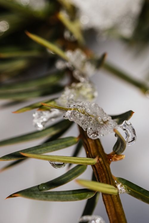 frost branch nature