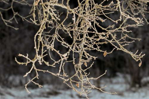 frost winter branch