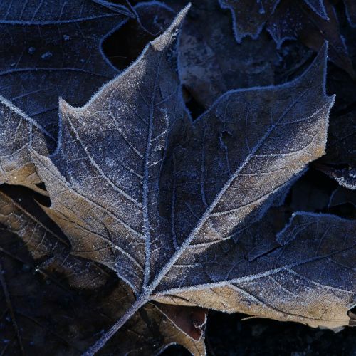 frost leaf frozen