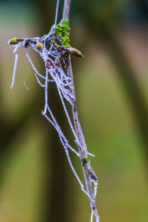 frost dew branch
