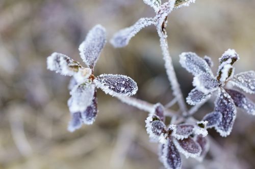 frost winter nature
