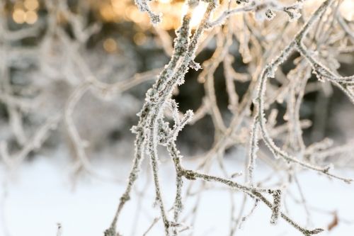 frost winter nature