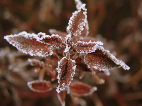 frost winter nature