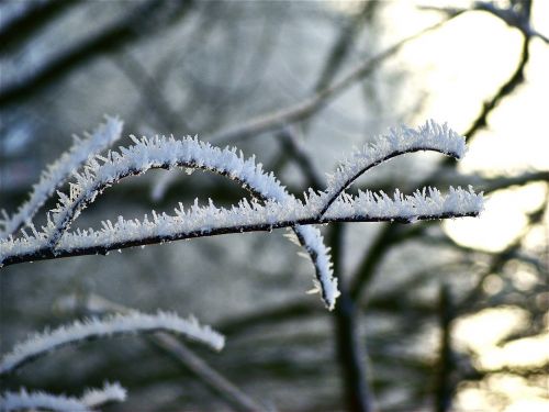 frost nature winter