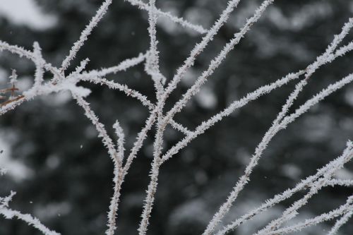frost winter frozen