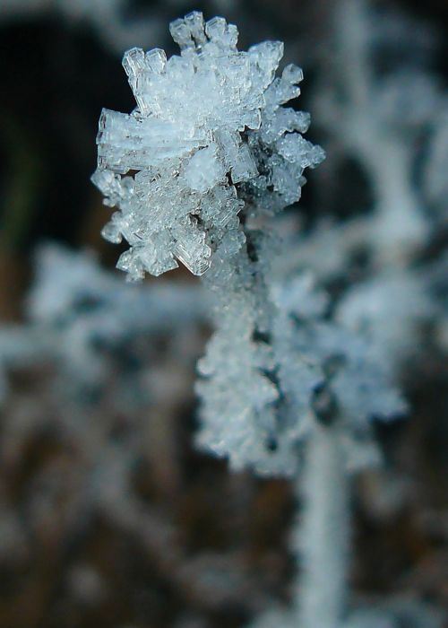 frost winter nature