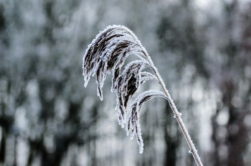 frost winter nature