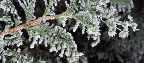 frost winter nature