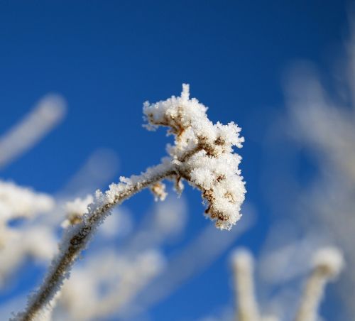 frost blue sky nature