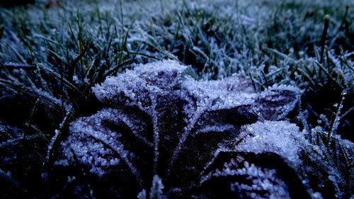 frost  nature  cold