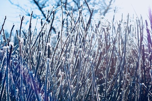 frost  nature  winter