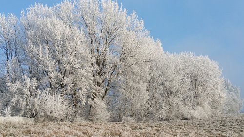 frost  tree  winter