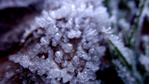 frost  nature  frozen