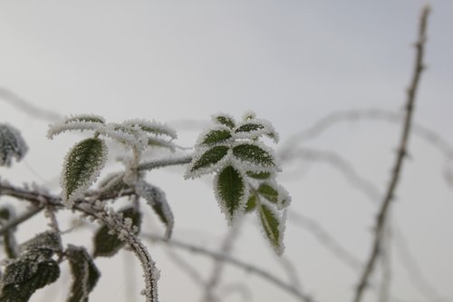 frost  winter  cold