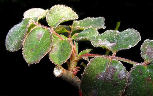 frost  rose  leaves