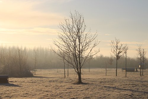 frost  dawn  tree
