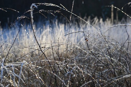 frost  crystal  frozen