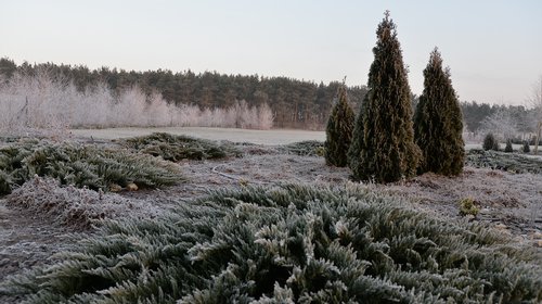 frost  village  nature