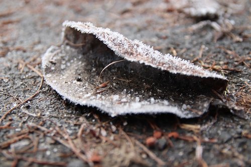 frost  leaf  cold