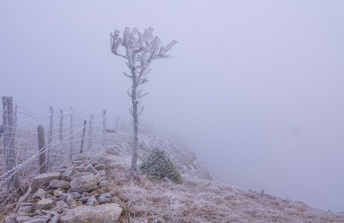 frost  fog  tree