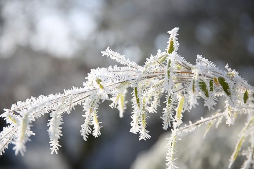 frost  winter  cold nature