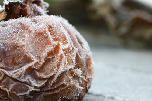 frost  fruit  cold