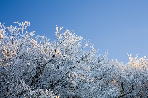 frost  snow  tree