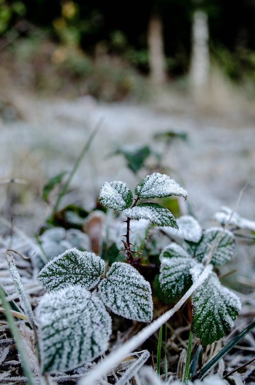 frost  berries  leaves
