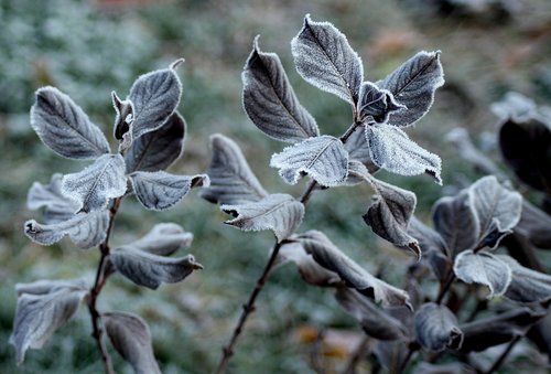 frost  ground frost  foliage