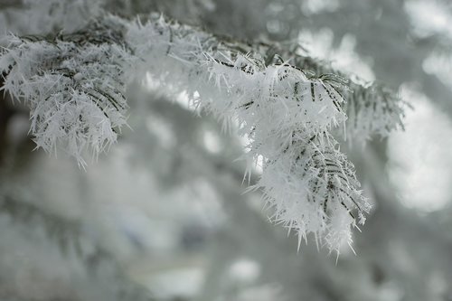 frost  winter  snow