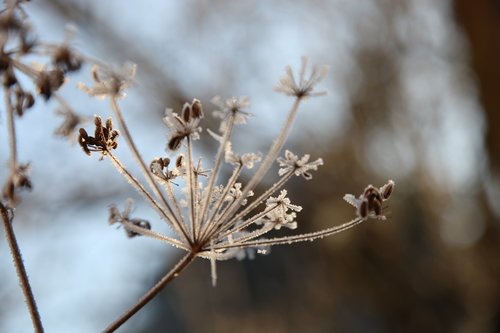 frost  winter  rocks