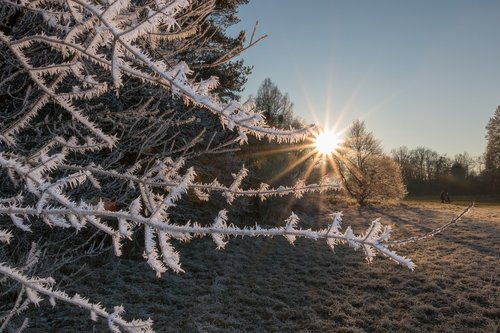 frost  winter  frozen