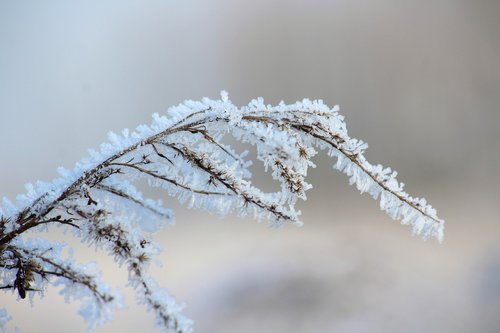 frost  winter  january