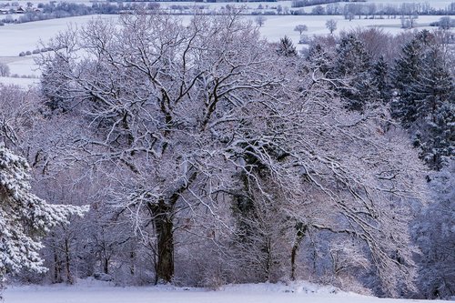 frost  cold  tree