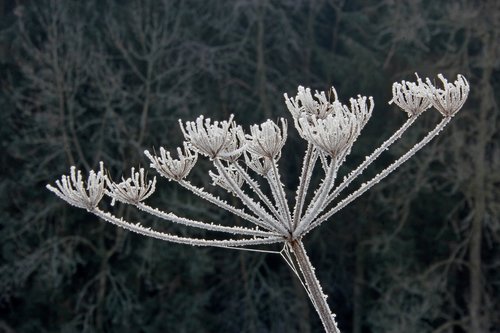 frost  cold  nature