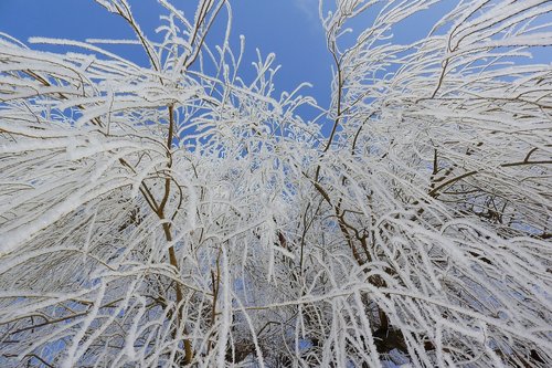frost  icing  the branches of the trees