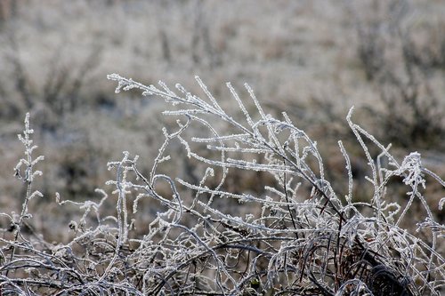 frost  grass  winter
