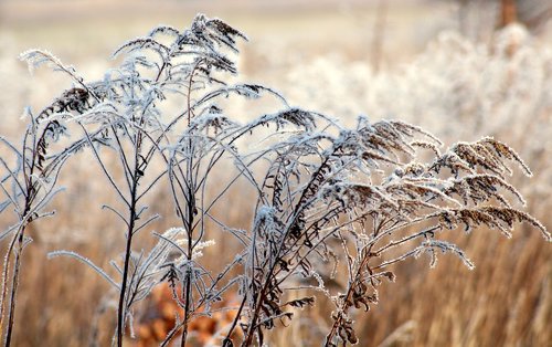 frost  grass  winter