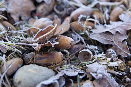 frost  forest floor  leaves