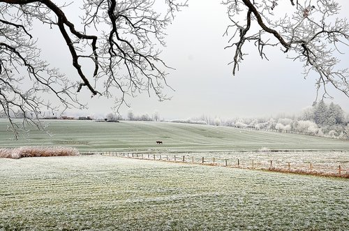 frost  field  cows