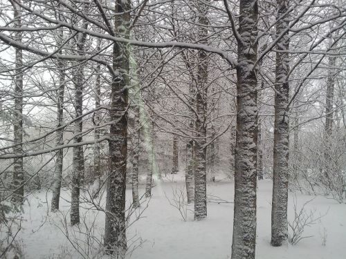 frost tree snow