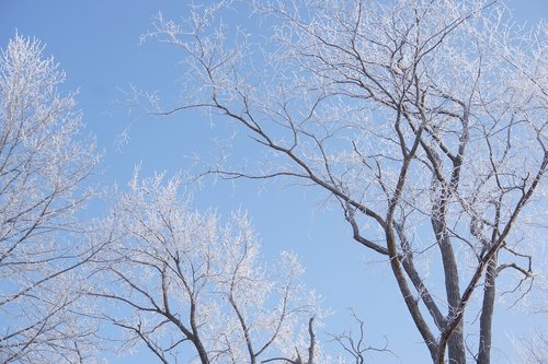 frost  winter  trees