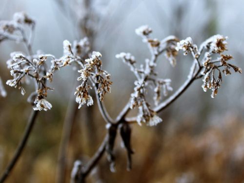 frost nature plant