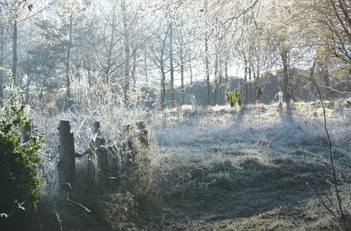 frost winter